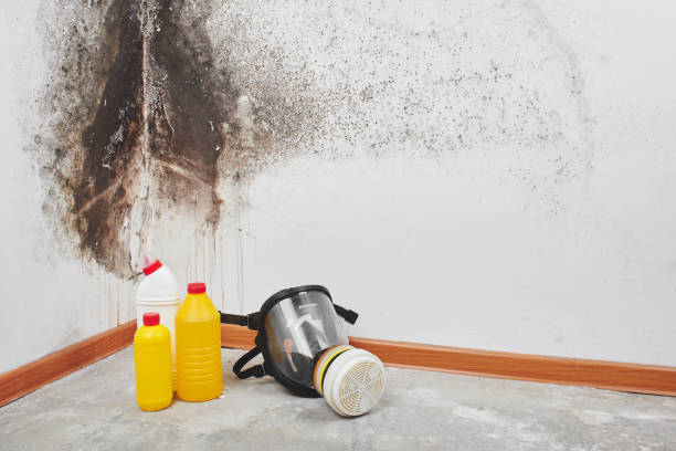Best White Mold Remediation in Fairland, OK