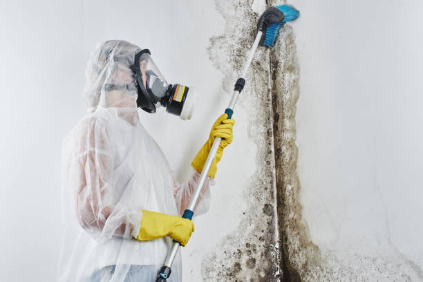 Best HVAC Mold Remediation in Fairland, OK