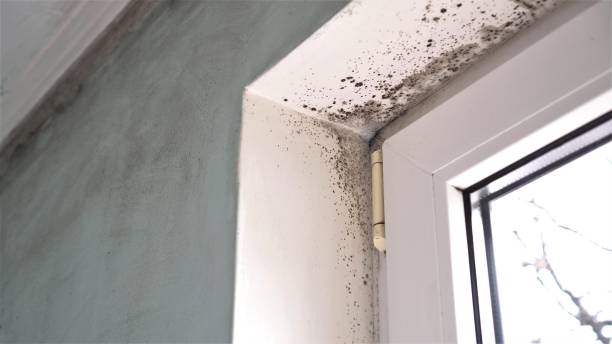 Best Basement Mold Remediation in Fairland, OK